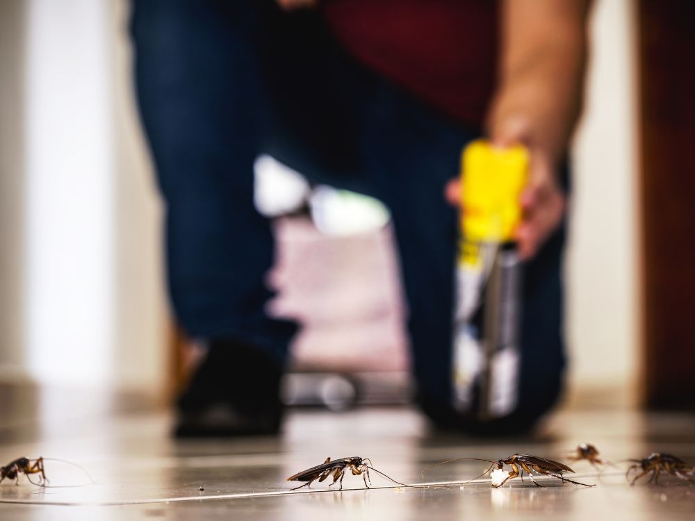 Uso de produto químico para eliminar insetos dentro de casa, exemplificando qual o melhor produto para dedetização residencial de forma eficaz.